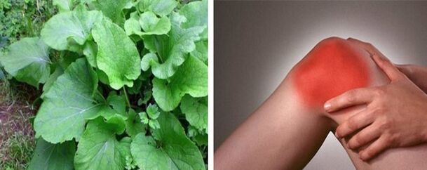 Beneficios de la bardana para la osteoartritis de la articulación de la rodilla