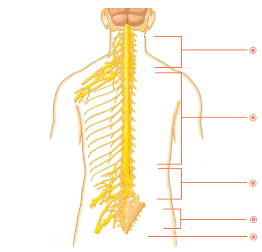 En que lugares son la osteocondosis